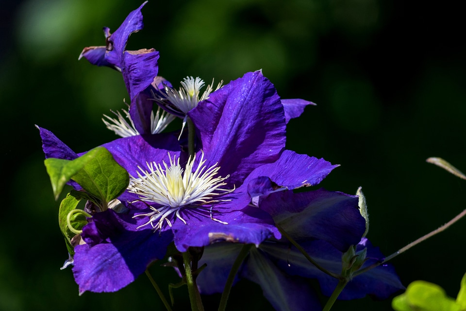 Beautiful beautiful flowers beautiful image