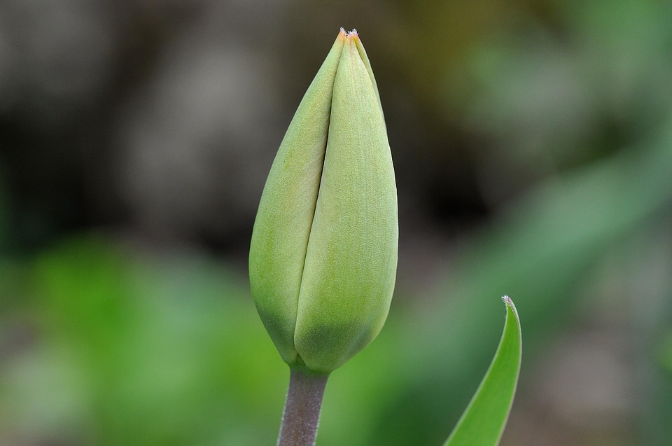 Beautiful Flowers biology blooming