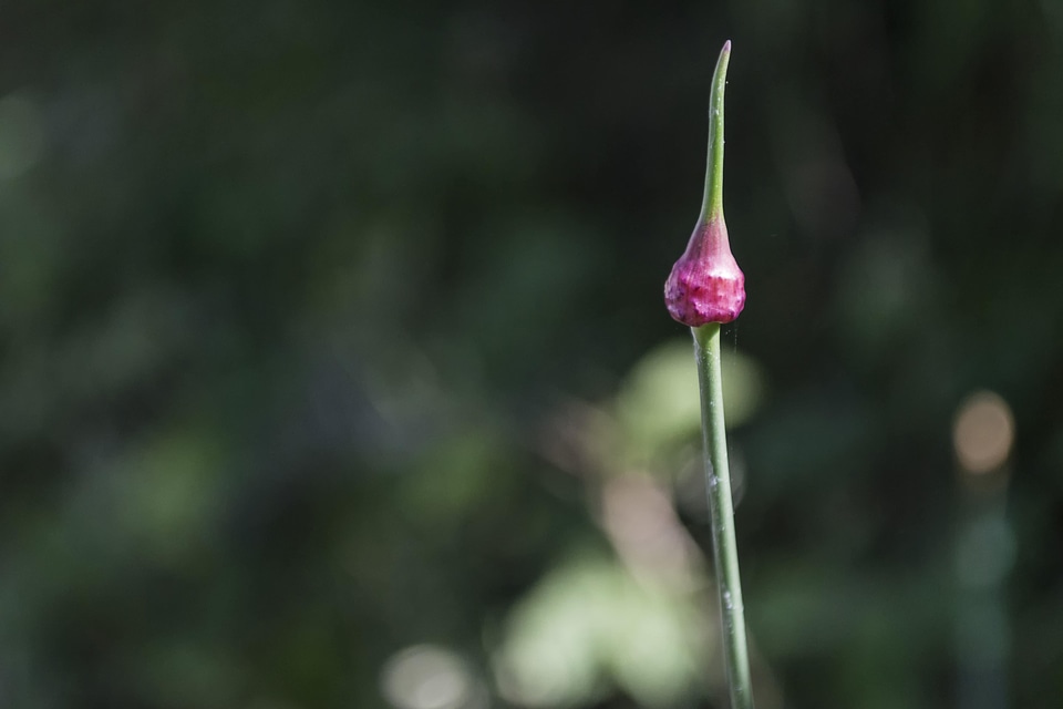 Beautiful beautiful flowers biology
