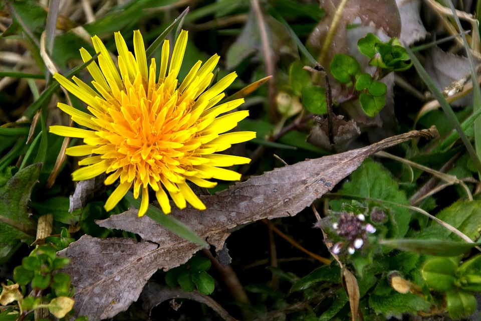 Beautiful beautiful flowers biology