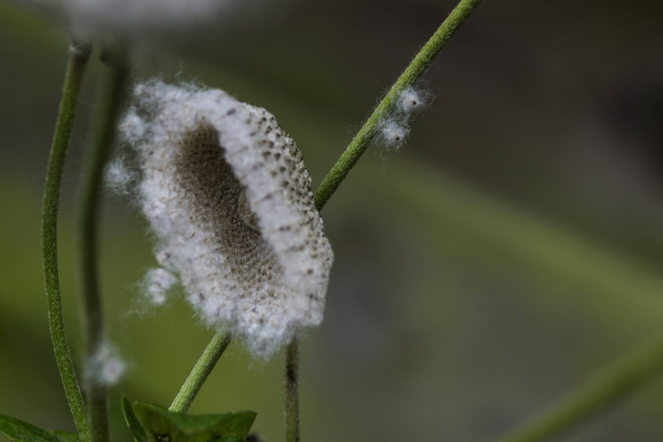 Beautiful beautiful flowers biology