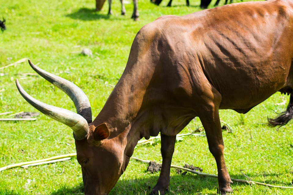 Agriculture animal beautiful photo