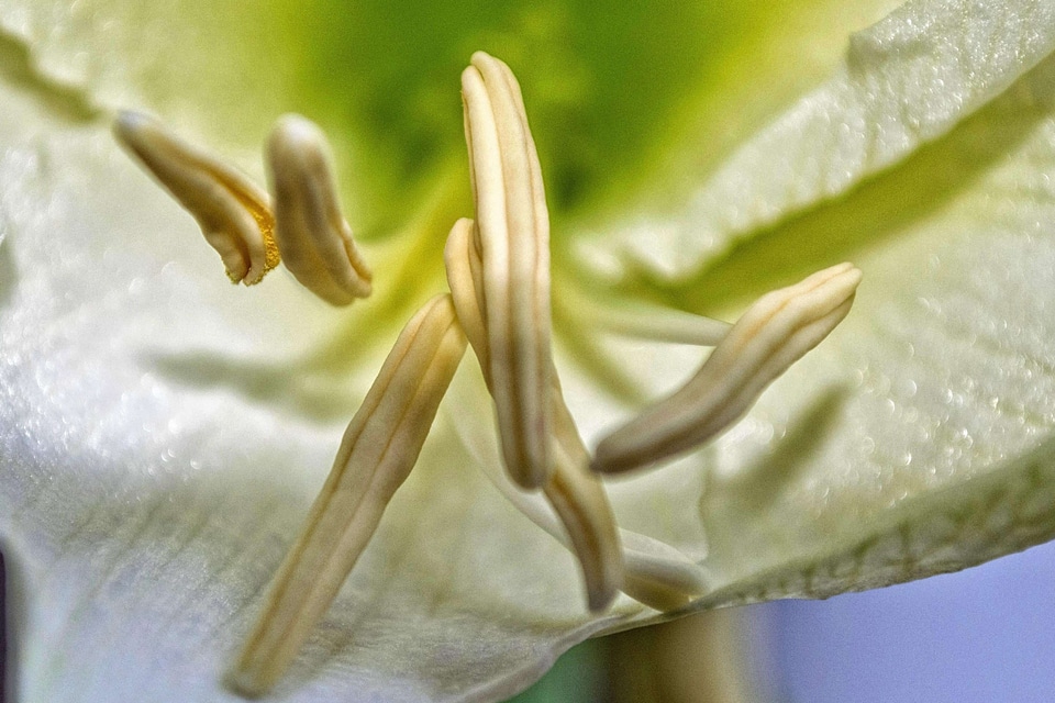 Beautiful beautiful flowers beautiful image