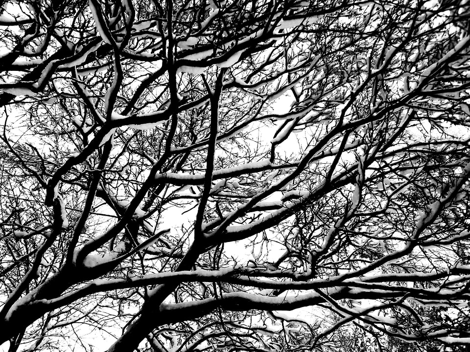 Tree winter aesthetic
