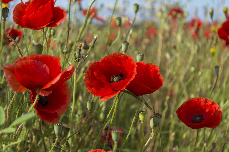 Agriculture beautiful beautiful flowers