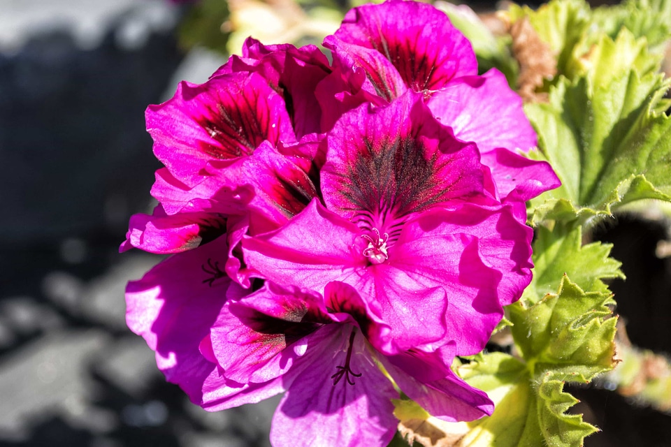 Beautiful beautiful flowers biology