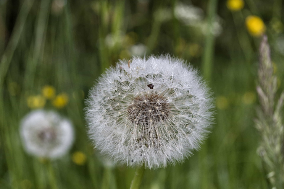 Beautiful beautiful flowers beautiful photo