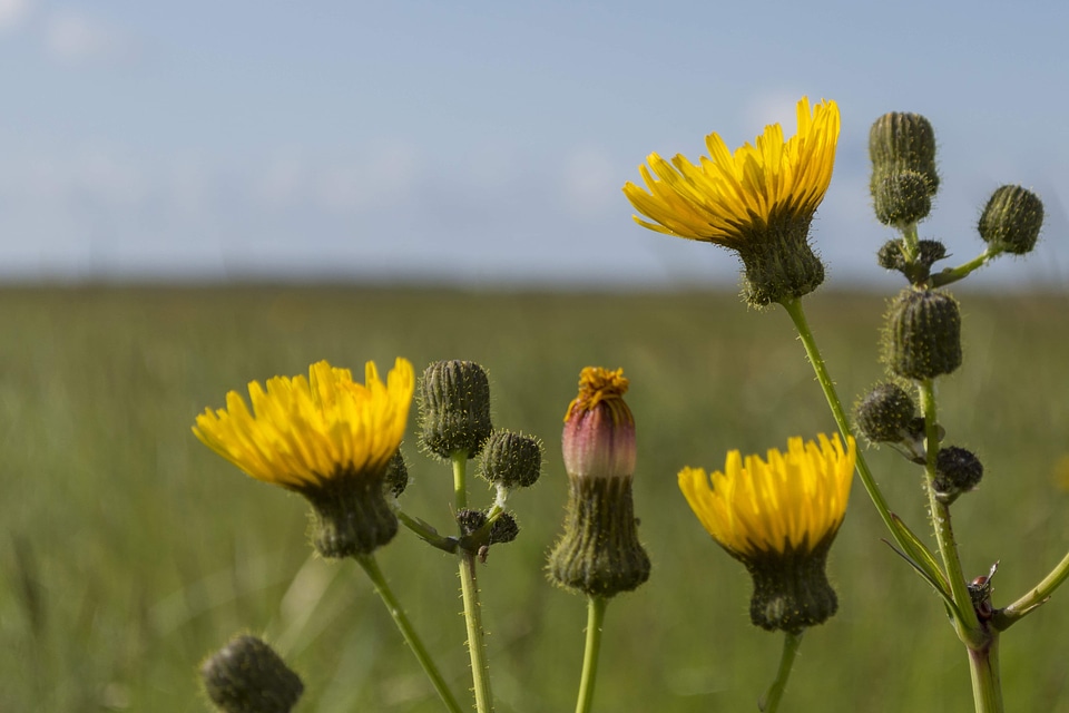 Agriculture beautiful beautiful flowers