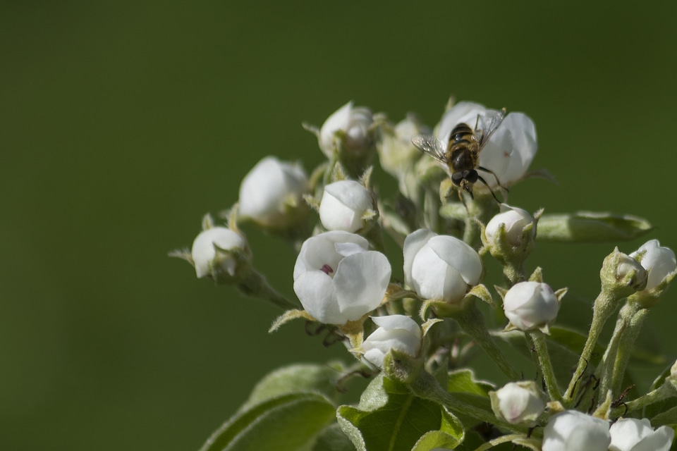Apple beautiful beautiful flowers