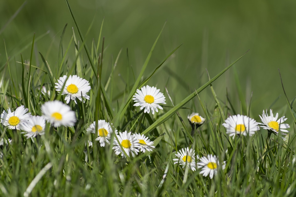 Beautiful beautiful flowers beautiful photo