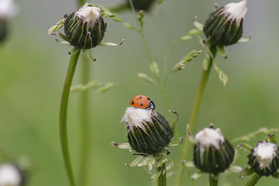 Animal arthropod beautiful