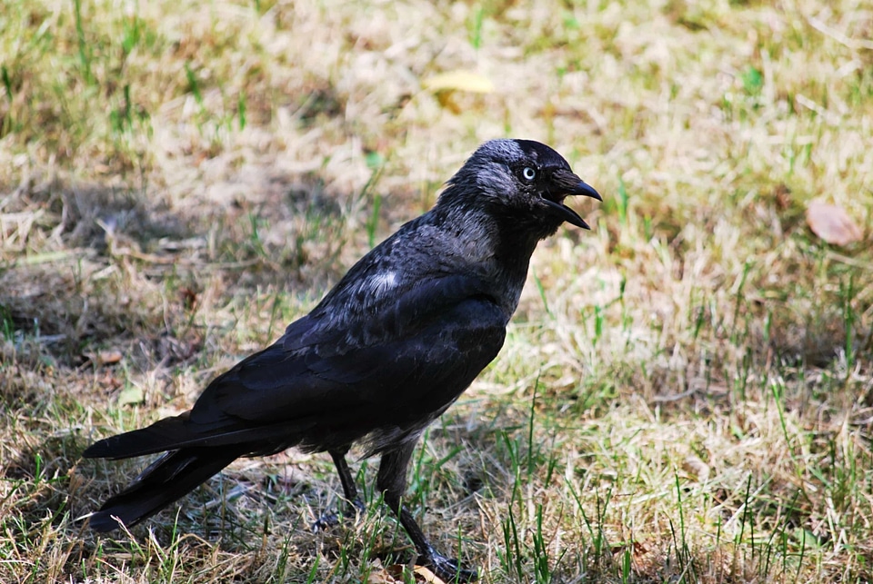 Animal avian beak photo