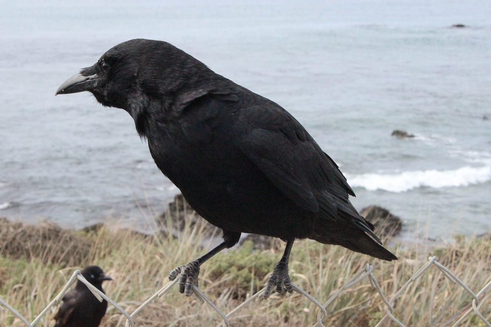 Animal avian beak