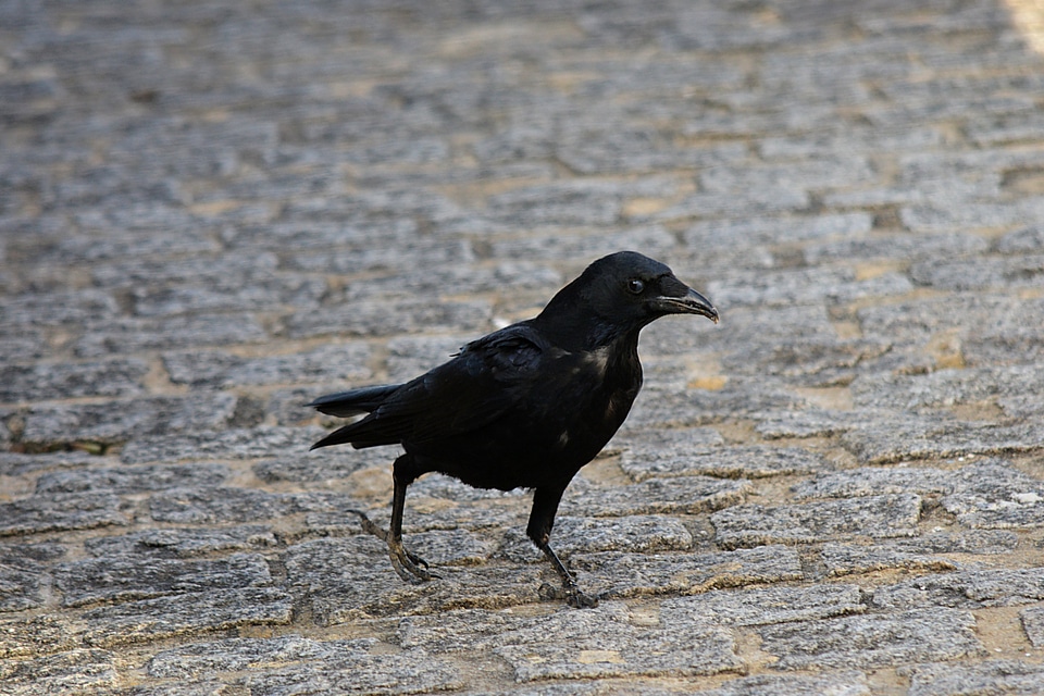 Animal avian beak photo