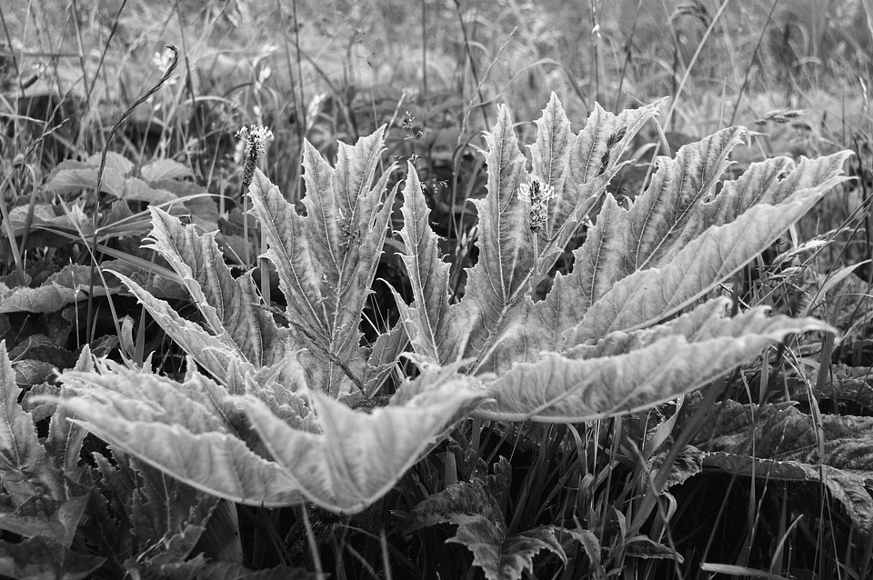 Agave Asparagaceae agriculture black