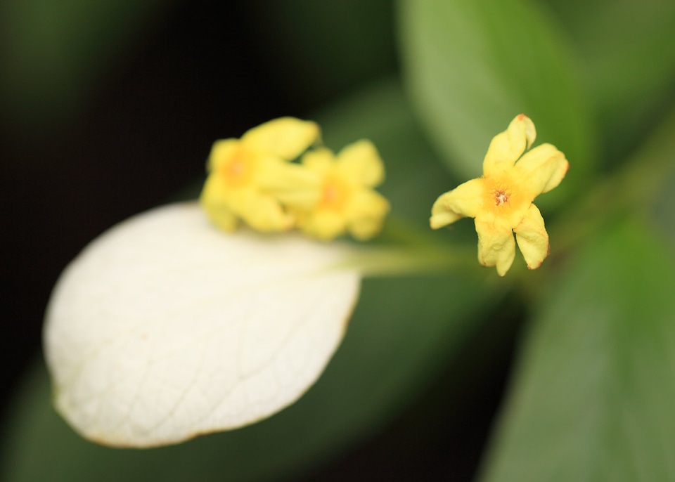 Beautiful beautiful flowers bloom