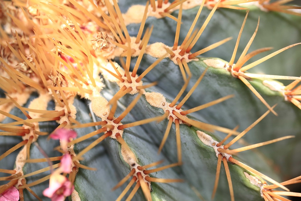 Beautiful biology cactus