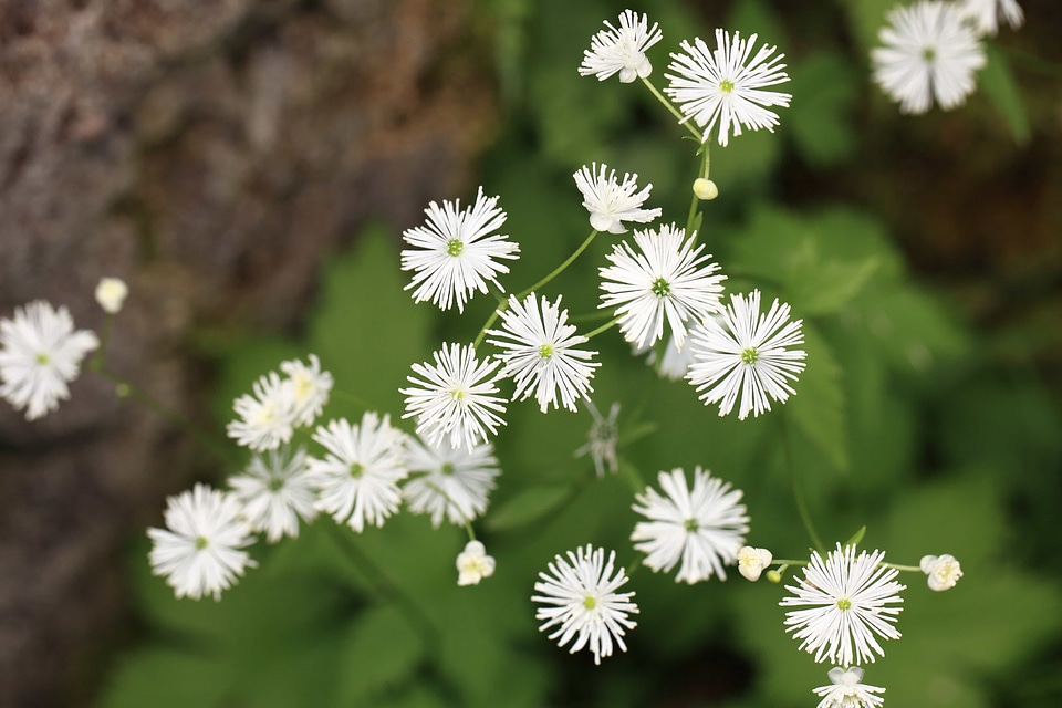 Beautiful beautiful flowers biology