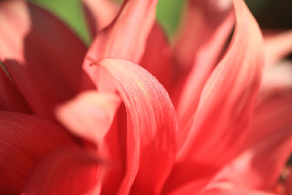 Beautiful beautiful flowers biology