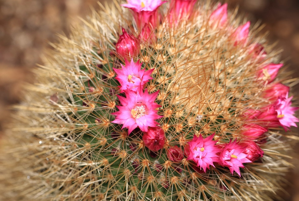 Beautiful beautiful flowers beautiful photo