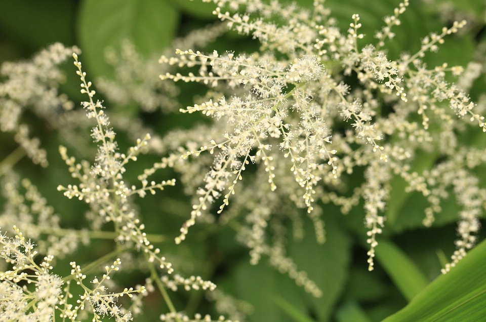 Beautiful beautiful flowers biology