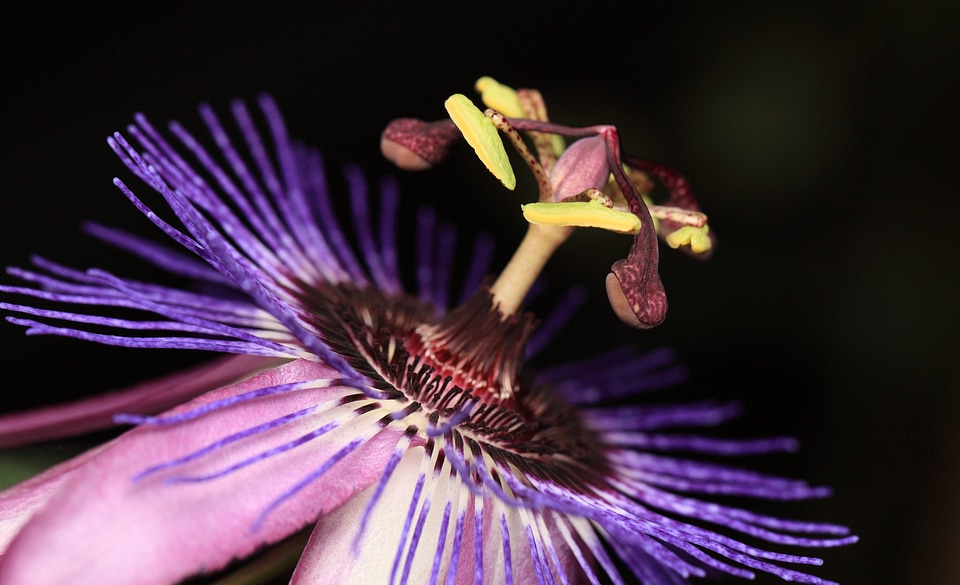 Beautiful beautiful flowers beautiful photo