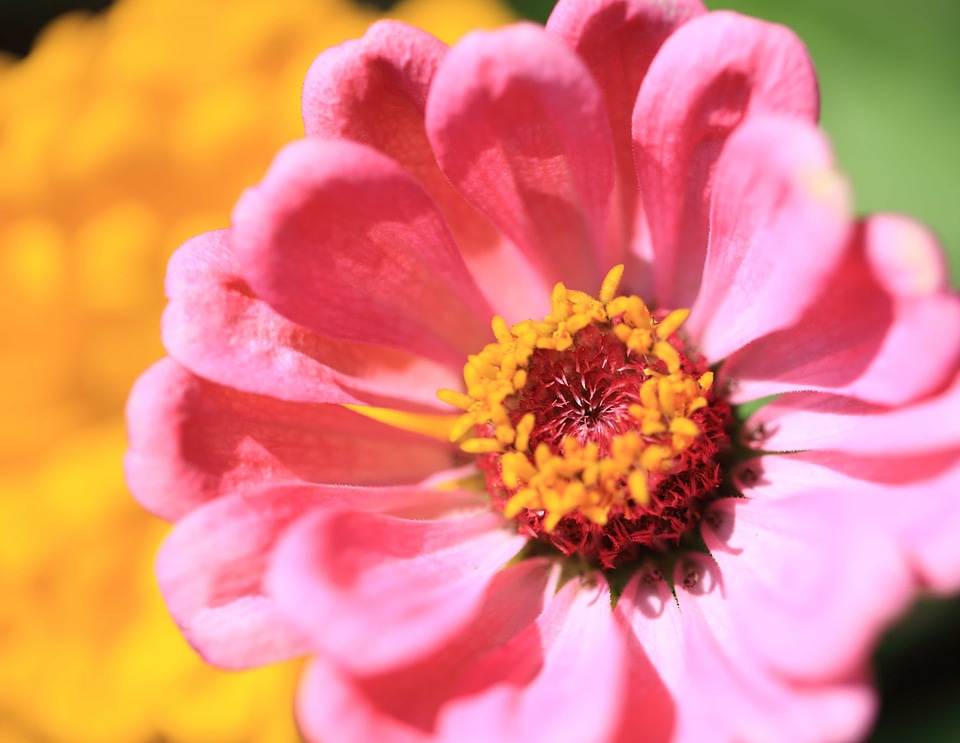 Beautiful beautiful flowers beautiful photo