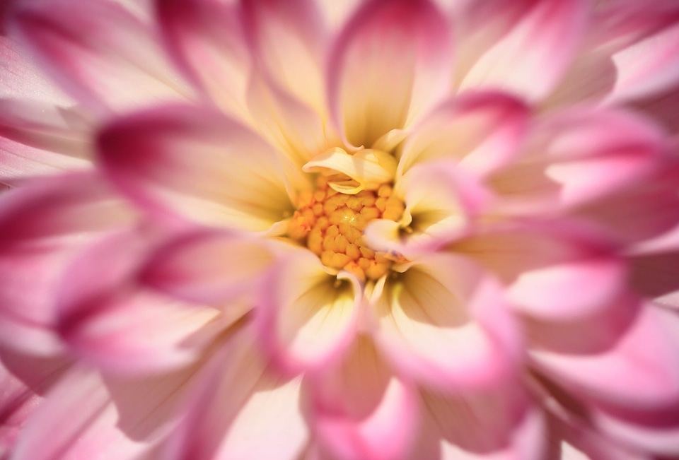 Beautiful beautiful flowers beautiful photo