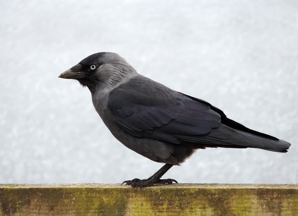 Animal avian beak photo