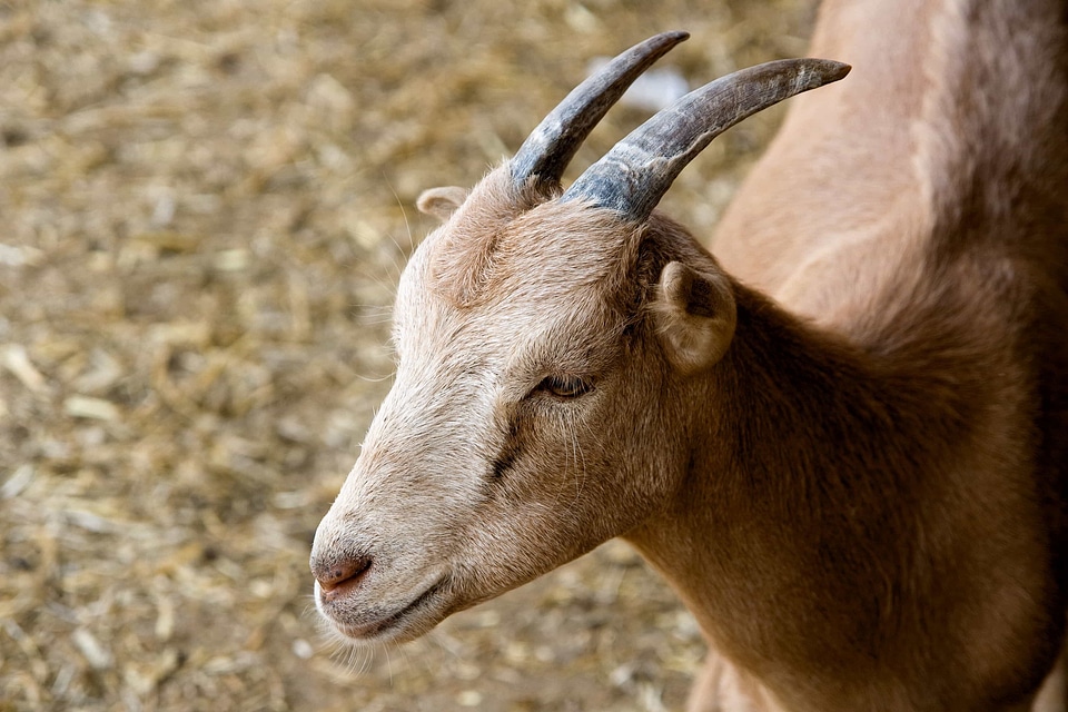 Animal beautiful photo big horn photo