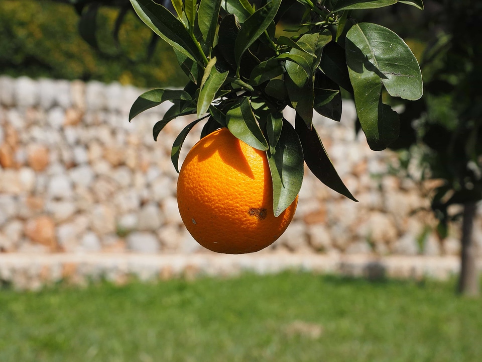 Agriculture biology citrus