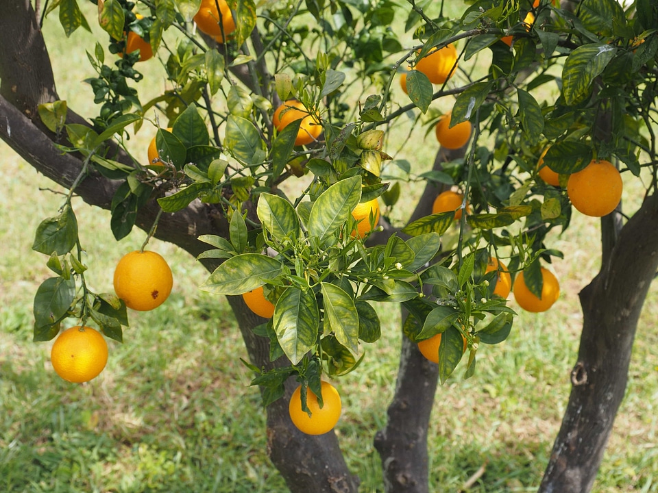 Agriculture biology branch