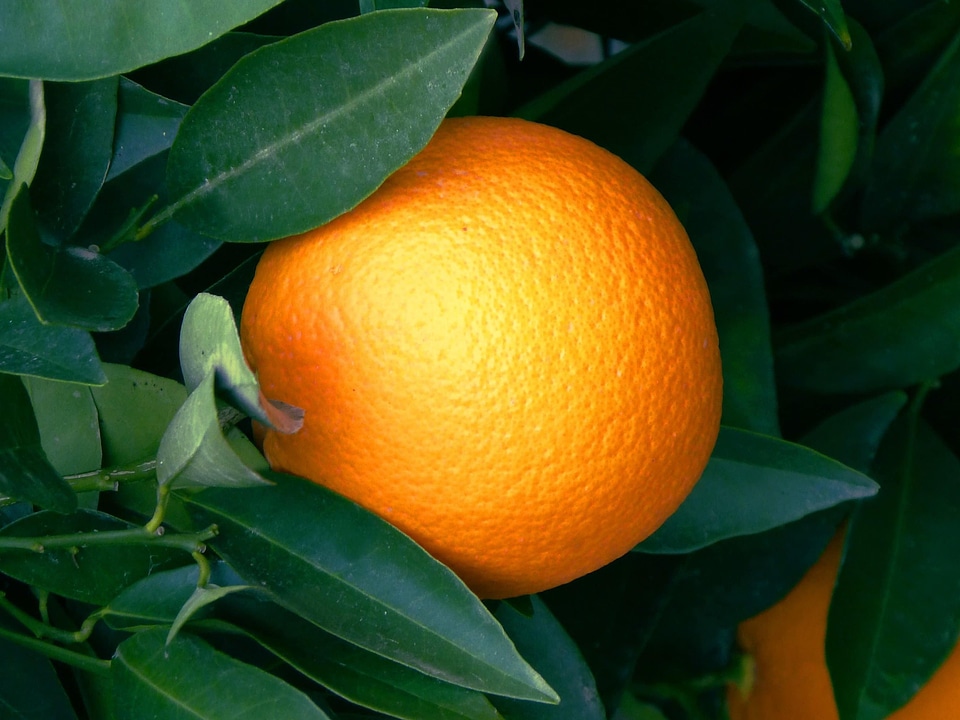 Agriculture beautiful photo biology