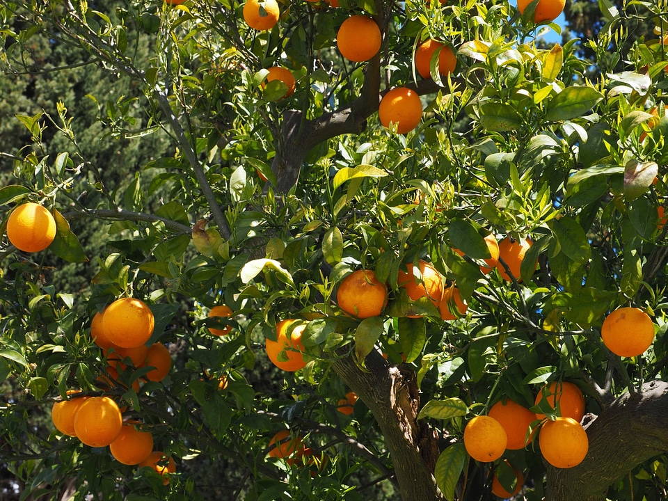 Agriculture biology citrus