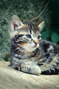 Cat pet paw photo