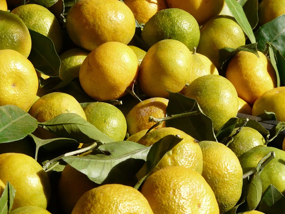 Biology bowl citrus
