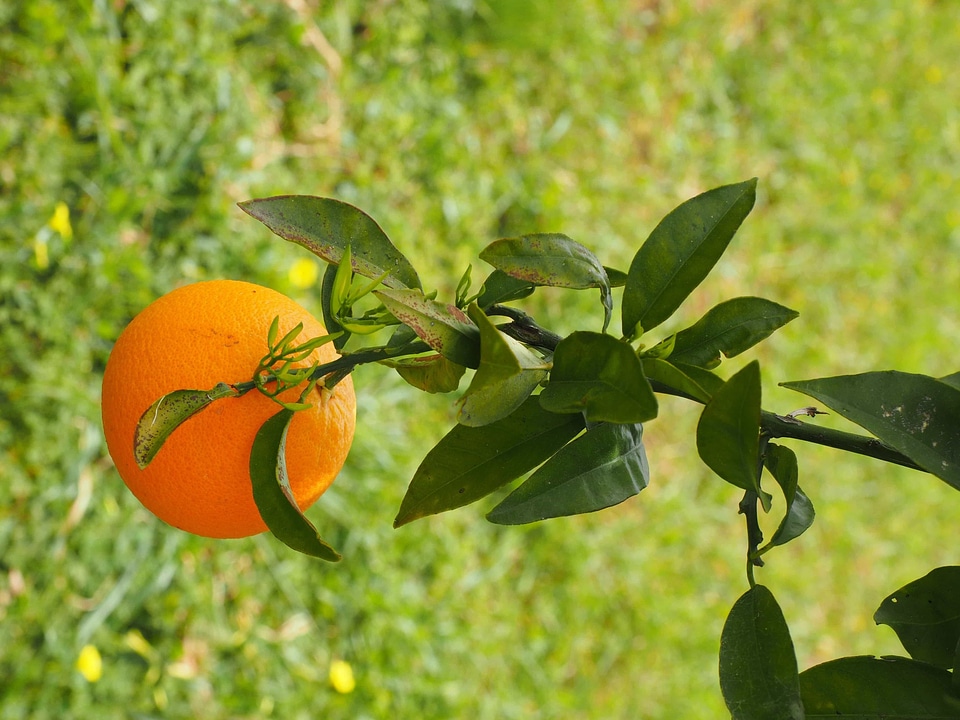 Agriculture biology branch