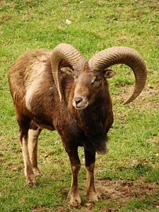 Wild animal ibex mountains photo