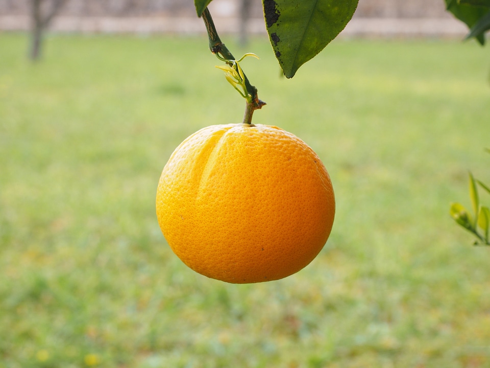 Agriculture biology citrus