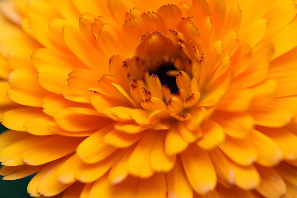 Beautiful beautiful flowers beautiful photo