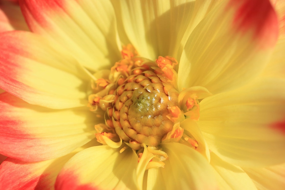 Beautiful beautiful flowers beautiful photo