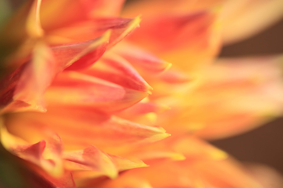 Beautiful beautiful flowers beautiful photo