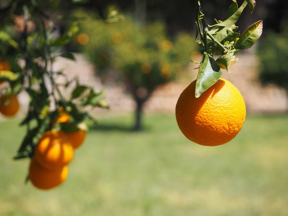 Agriculture biology citrus