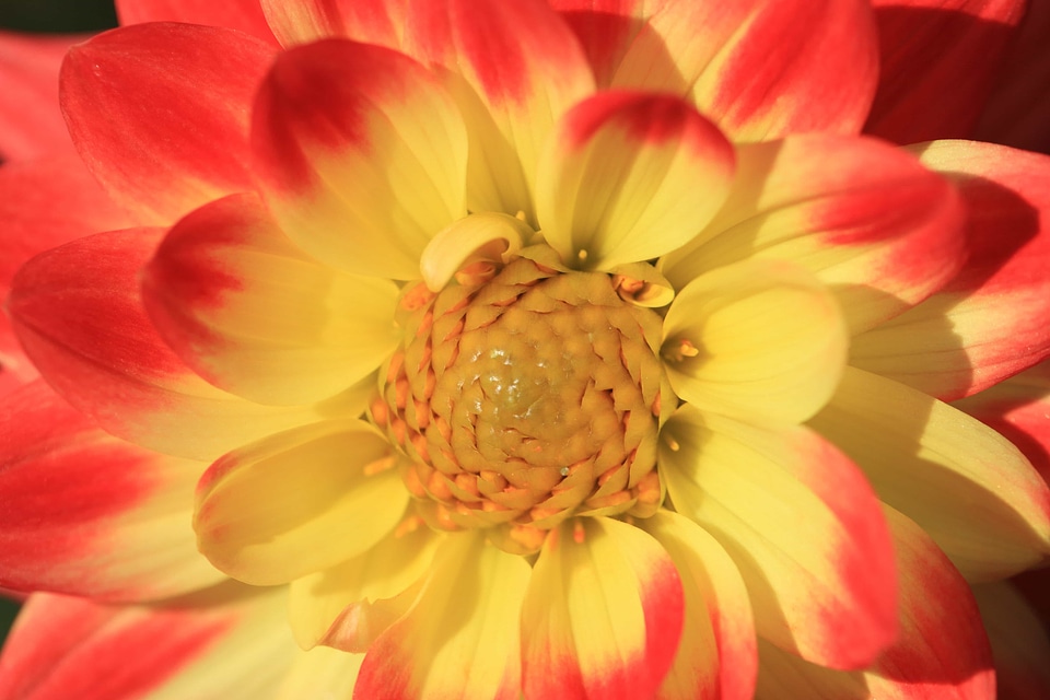 Beautiful beautiful flowers beautiful photo