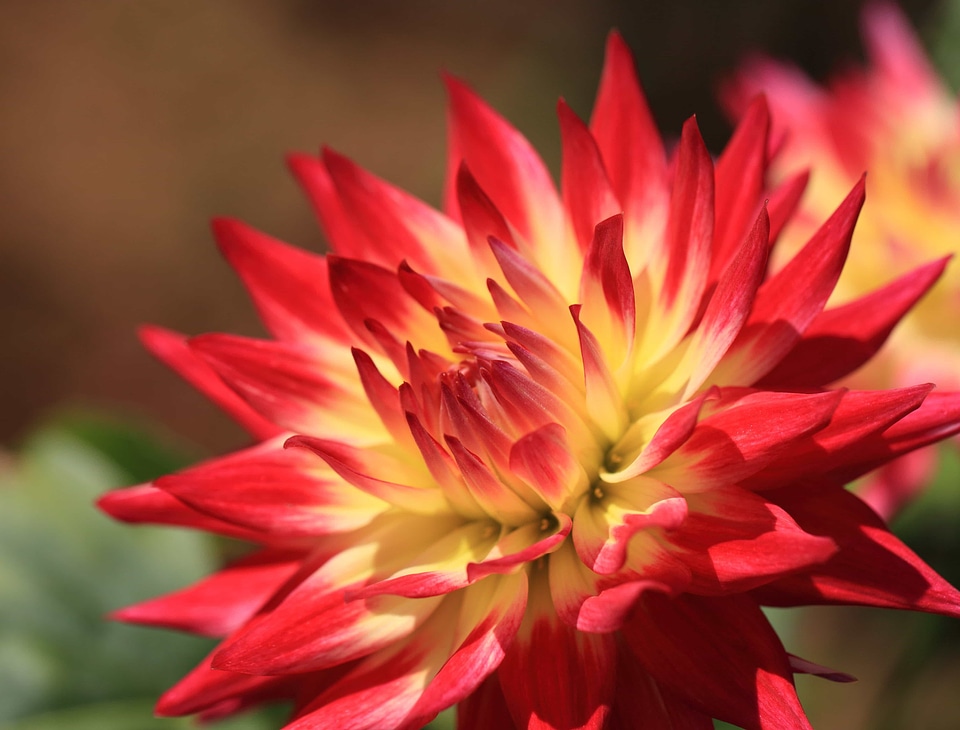 Beautiful beautiful flowers beautiful photo
