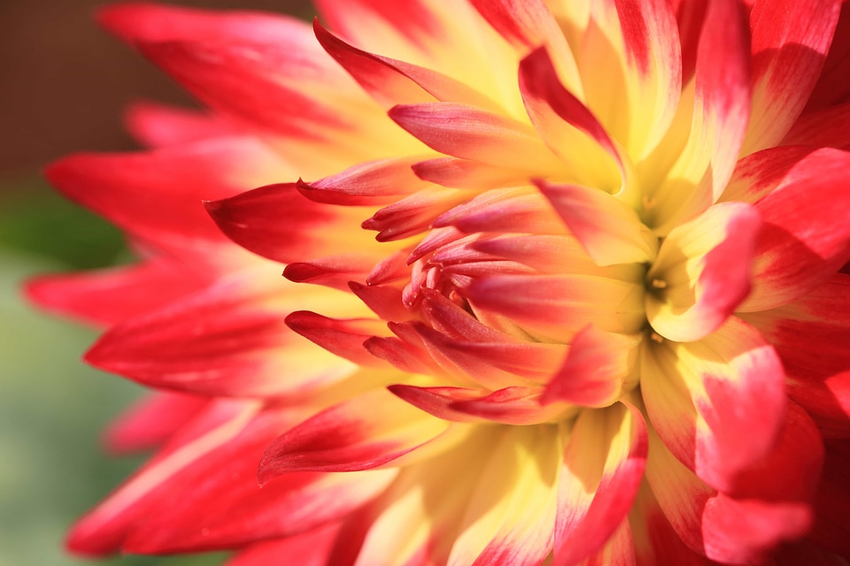 Beautiful beautiful flowers beautiful photo