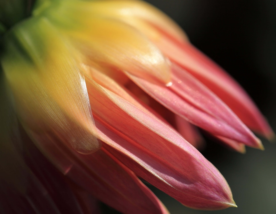 Beautiful beautiful flowers beautiful photo