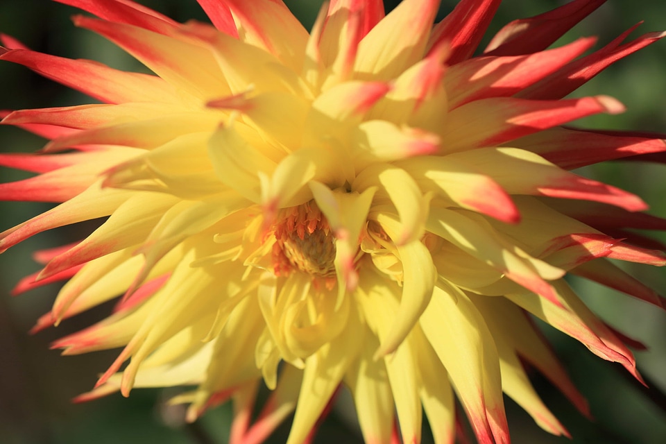 Beautiful beautiful flowers beautiful photo