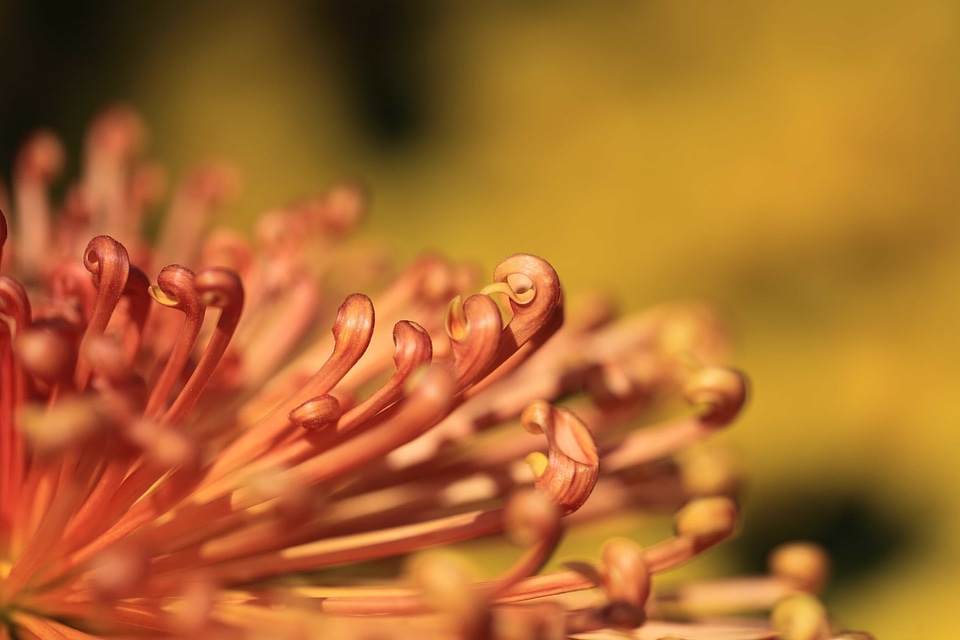 Beautiful beautiful flowers beautiful photo