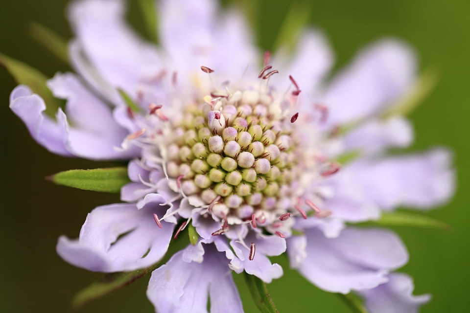 Beautiful beautiful flowers beautiful photo